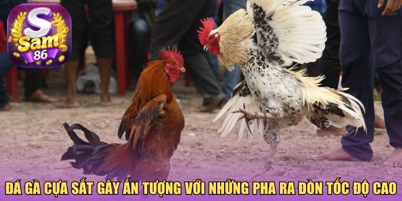 Đá gà cựa sắt gây ấn tượng với những pha ra đòn tốc độ cao Đá gà cựa sắt gây ấn tượng với những pha ra đòn tốc độ cao